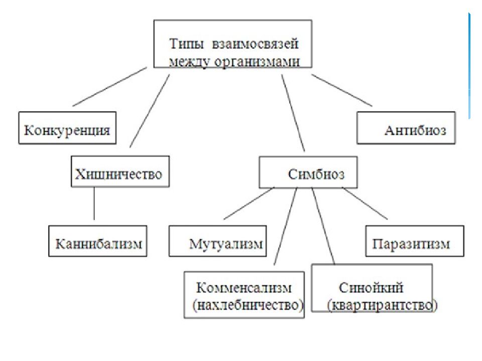 Виды взаимосвязей. Типы взаимоотношений организмов схема. Схема многообразие взаимоотношений между организмами. Типы взаимоотношения организмов схема + -. Типы взаимодействия между организмами схема.