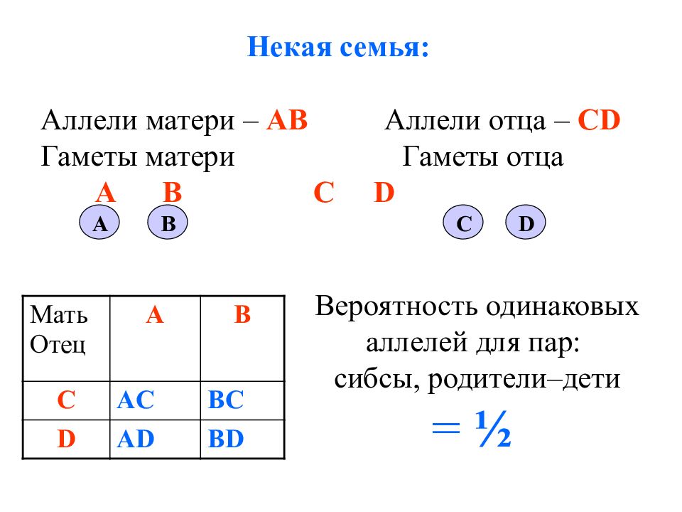 Аллели. Аллель самое простое объяснение. Пара аллелей это. Как сложить две одинаковых вероятности.