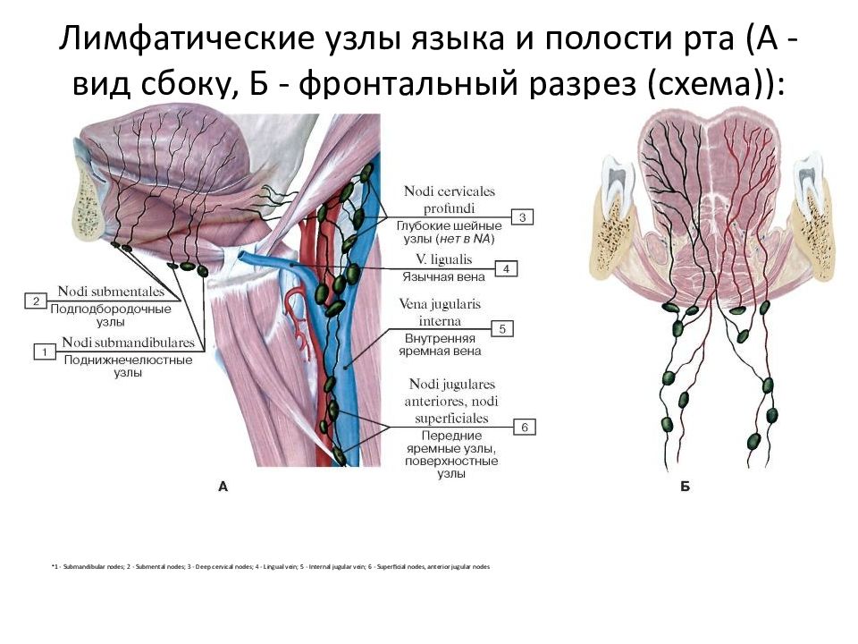 Рот узел. Регионарные лимфоузлы языка. Железа регионарные лимфоузлы. Регионарный узел ротовой полости. Регионарные лимфоузлы схема.