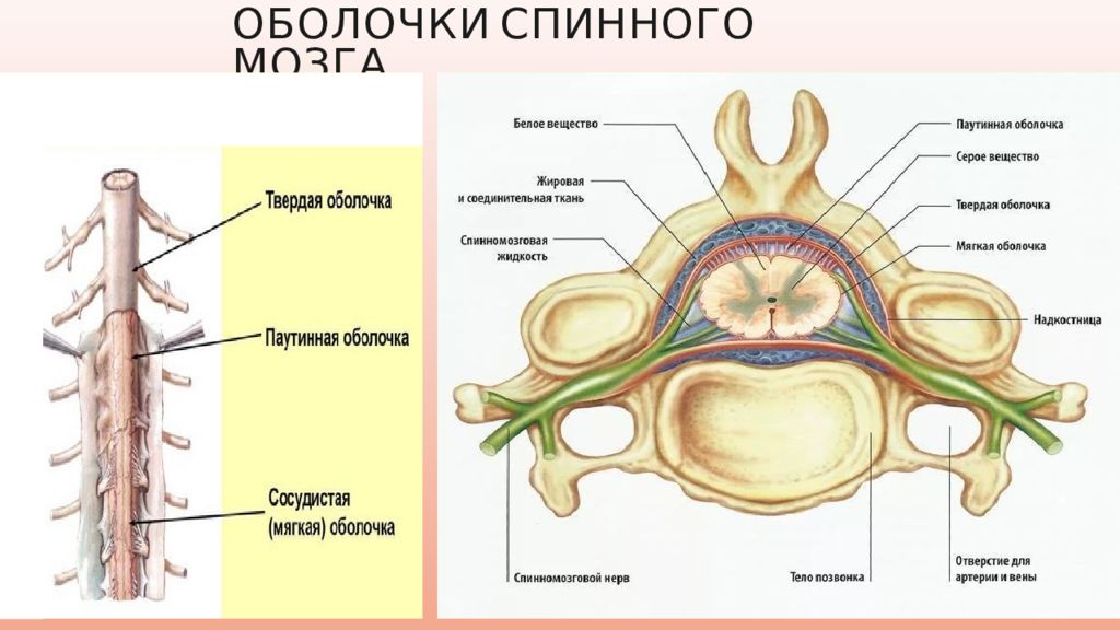 Оболочки спинного мозга схема