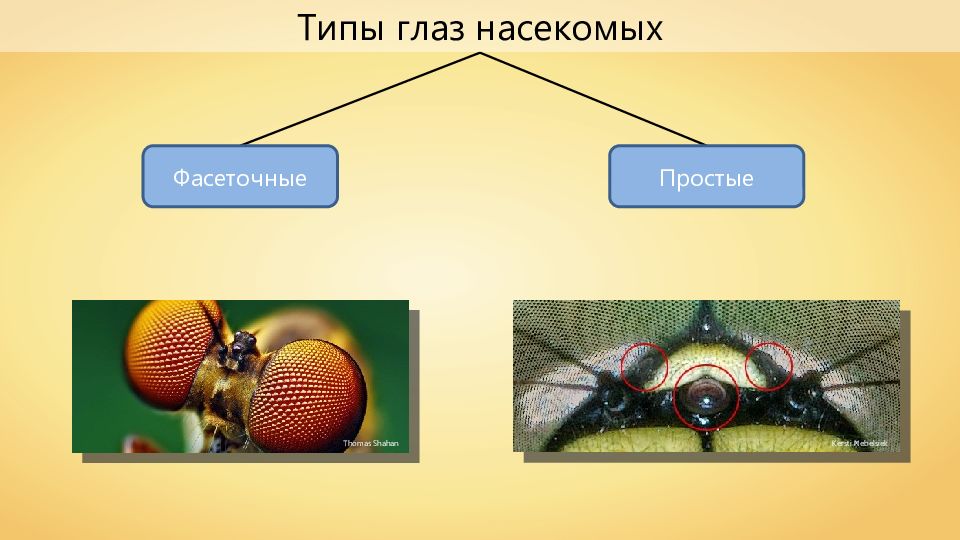 Сложные глаза имеет. Строение глаз насекомых. Простые и фасеточные глаза. Простые глаза у насекомых. Простые и сложные глаза у насекомых.