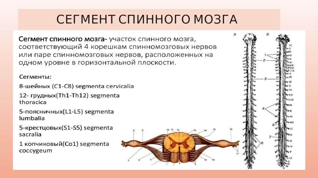 Дайте характеристику спинного мозга. Спинной мозг сегмент спинного мозга. Сегментарное строение спинного мозга. Строение сегмента спинного мозга оболочки. Сегмент спинного мозга Анат.