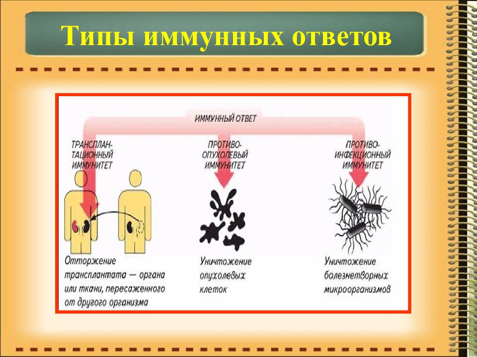 Презентация на тему иммунитет человека