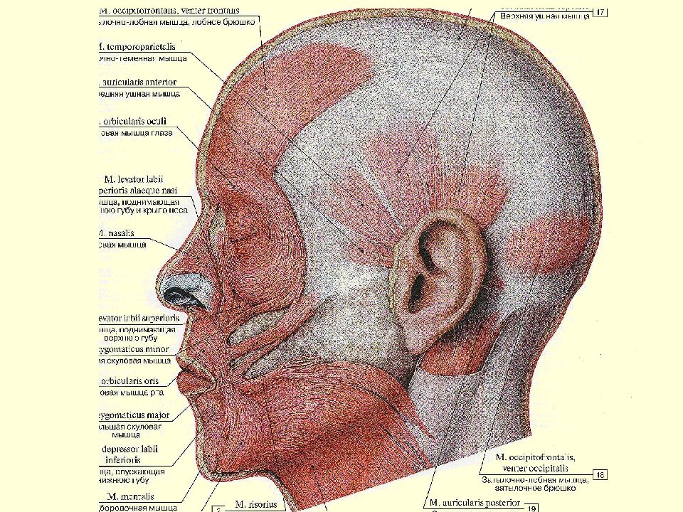 Особенности мимических мышц. Функциональная анатомия мышц головы. Мышцы головы шеи и туловища анатомия. Двигательные функции мышцы головы и шеи.