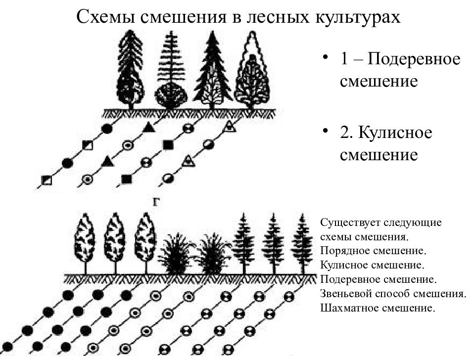 Схема лесных культур