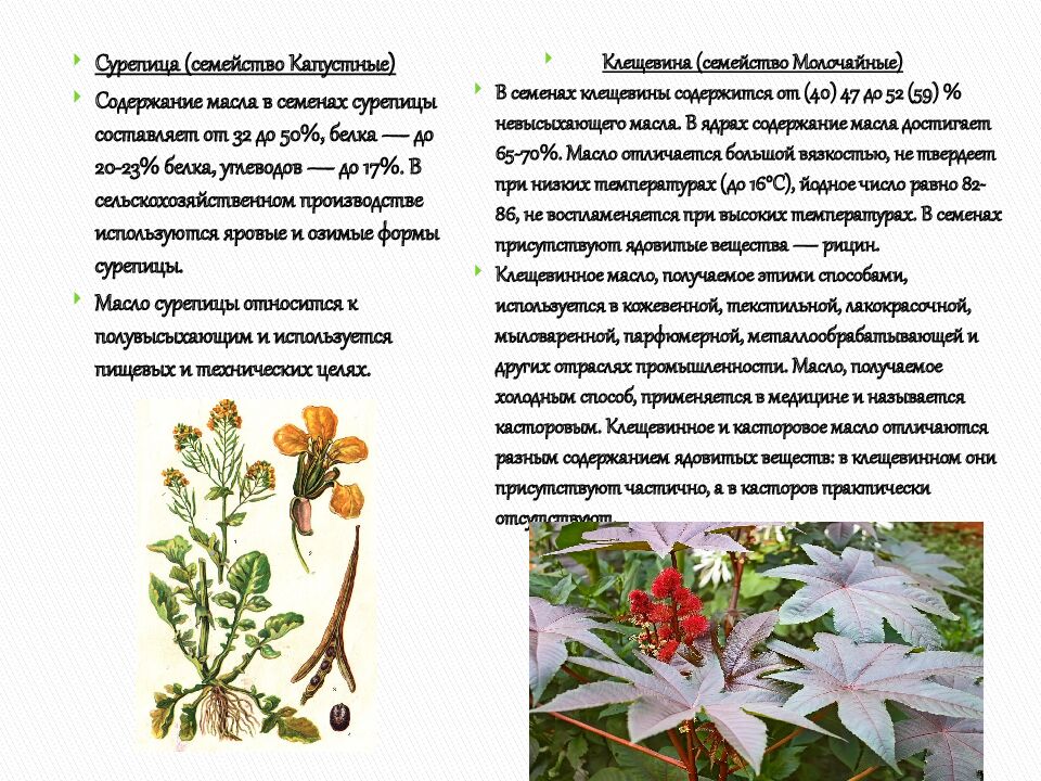 Технические культуры