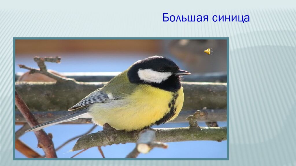 12 ноября – Синичкин день