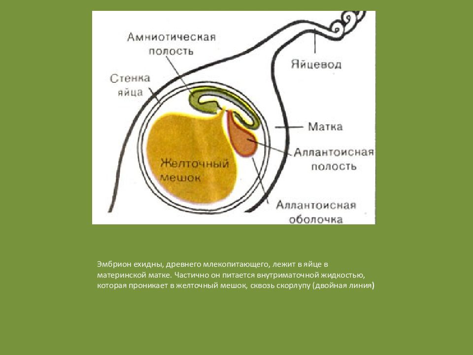 Каким номером на рисунке обозначена часть эмбриона млекопитающего которая участвует в газообмене