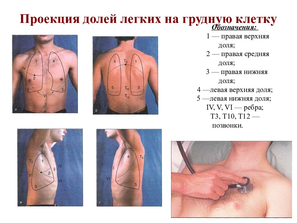 Схема аускультации легких