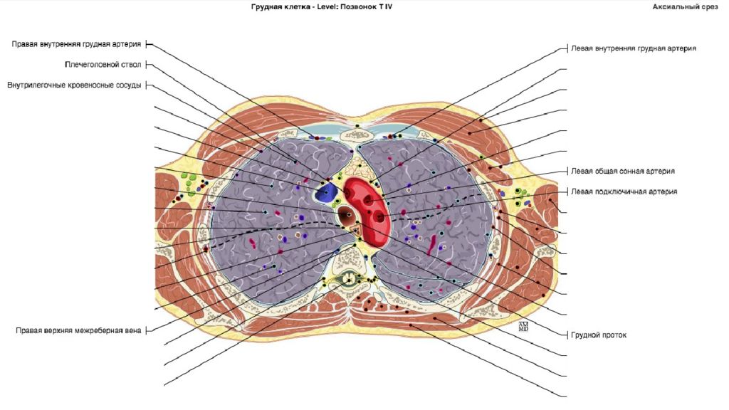 Поперечный распил грудной полости на уровнях th4 th6 th9 схема