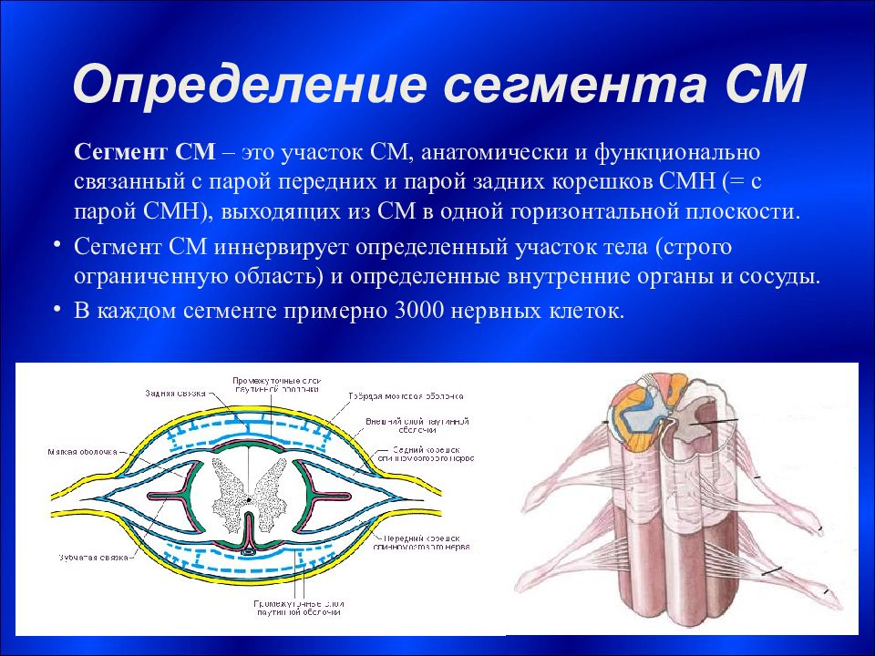 Функциональная анатомия спинного мозга презентация