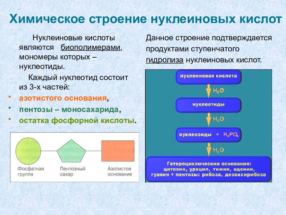 Нуклеиновые кислоты презентация 10 класс биология