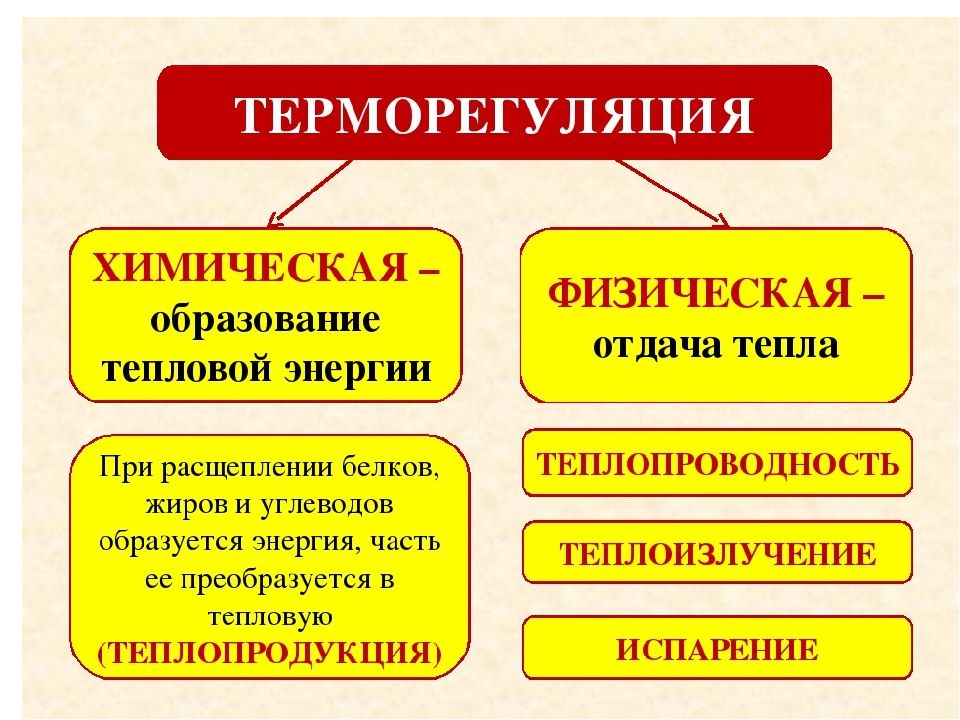 Биология 8 класс терморегуляция презентация