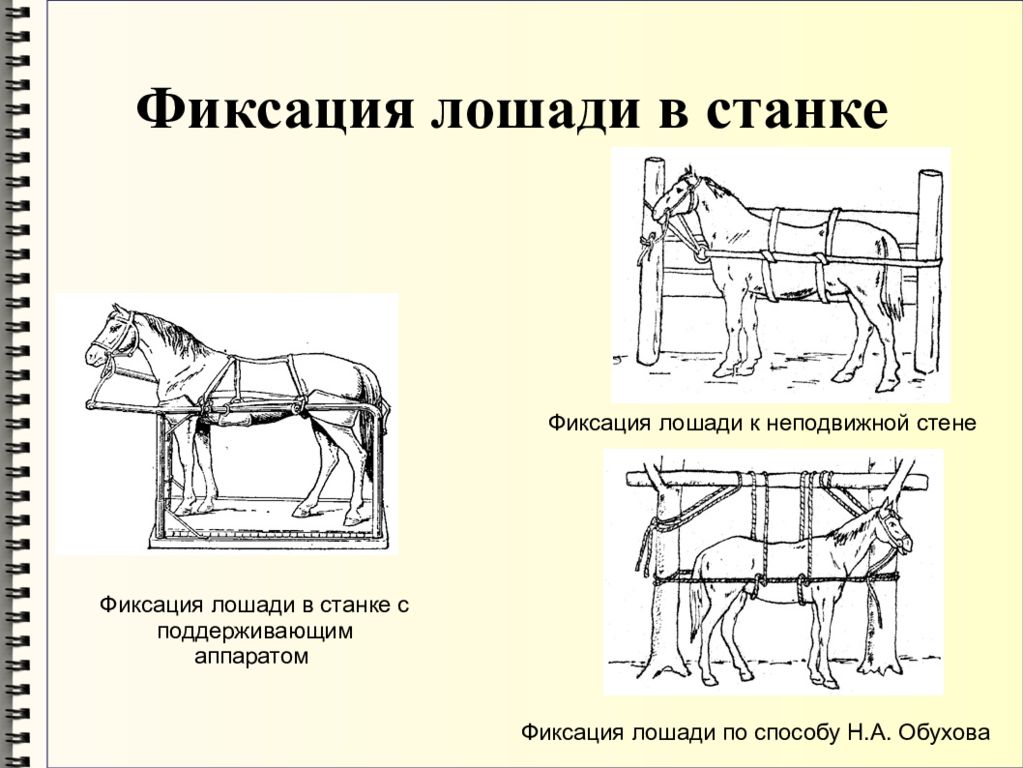 Чертеж лошади. Механические способы фиксации лошадей головы. Методы фиксации и повала лошадей. Станок для фиксации лошадей в стоячем положении. Метод фиксации лошади.