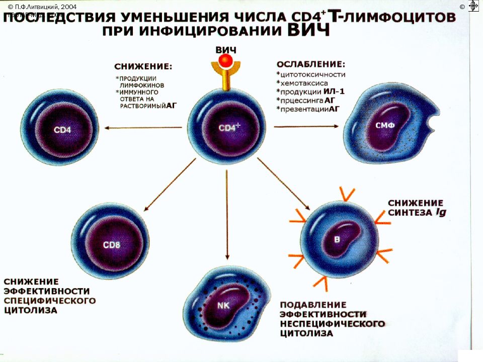 Вич иммунология презентация