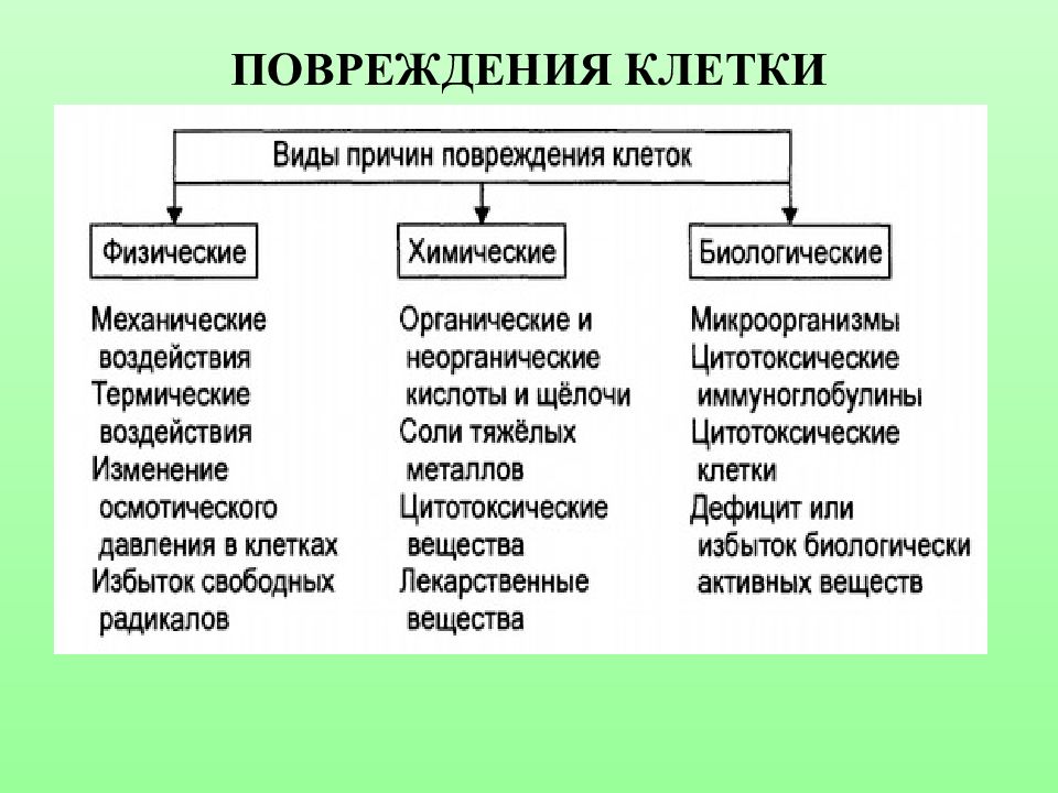 Нарушения клетки. Факторы вызывающие повреждение клетки. Причины повреждения клеток: физические, химические, биологические.. Причины и механизмы повреждения клеток. Причины повреждения клетки патофизиология.