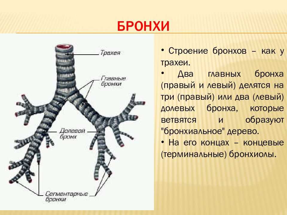 Бронхиальное дерево рисунок