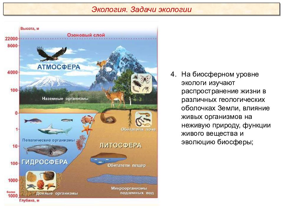 Биосферный уровень общая характеристика. Биосферный уровень. Биосферный уровень жизни. Экология экологические факторы презентация Пименов. Биосферный уровень это в биологии.