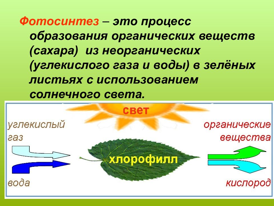 Транспирация и фотосинтез проект