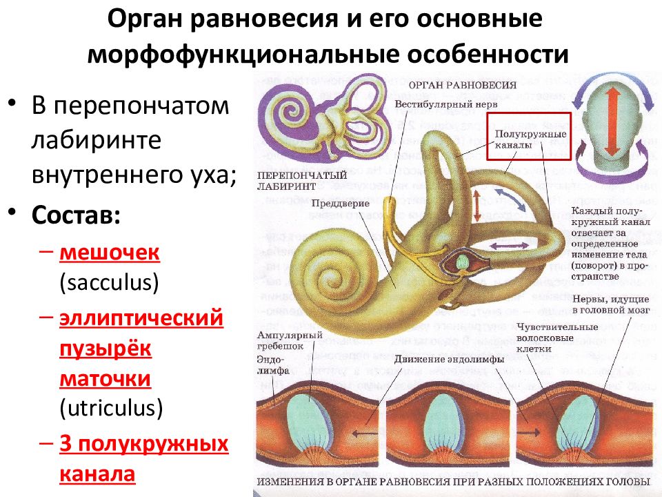 Орган слуха рыб внутреннее ухо. Внутреннее ухо костный Лабиринт. Перепончатый Лабиринт внутреннего уха. Органы внутреннего уха. Полукружные каналы внутреннего уха анатомия.