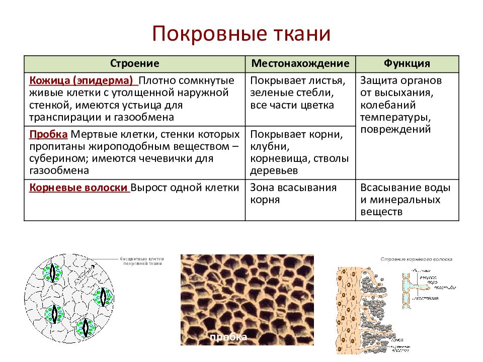 Таблица тканей клеток