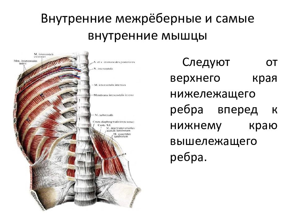 Наружные межреберные мышцы. Внутренние межреберные мышцы. Самые внутренние межреберные мышцы. Мышцы туловища межрёберные. Межреберные мышцы функции.