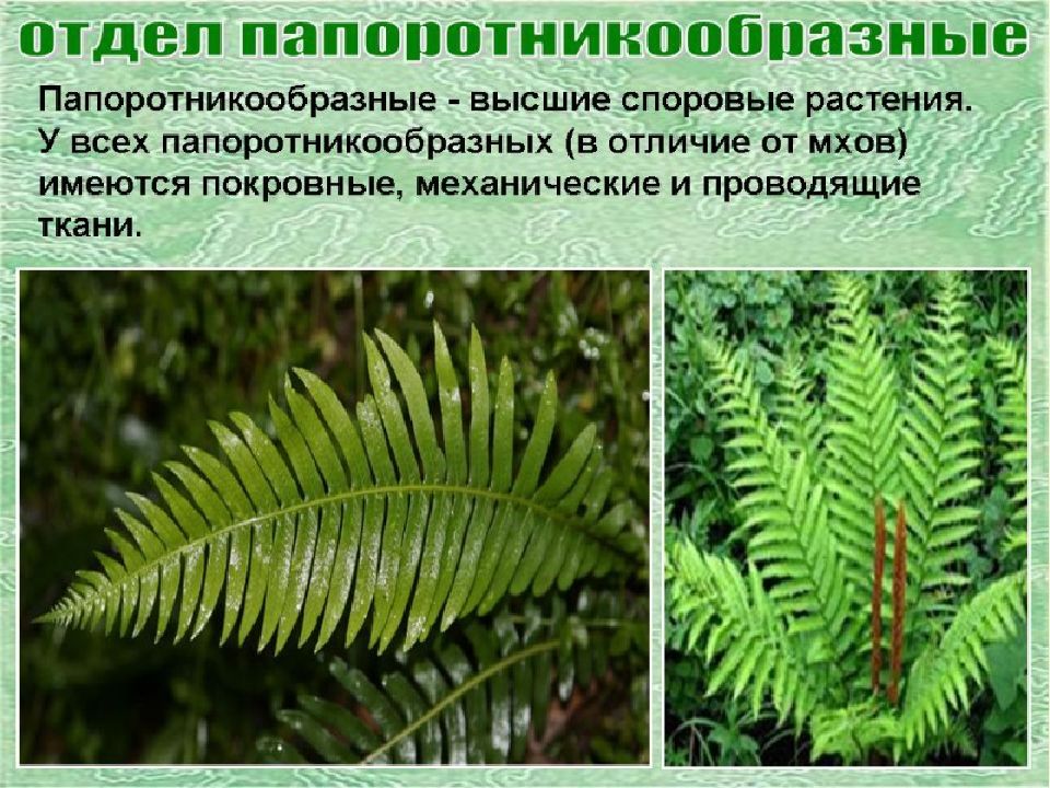 Биология 6 класс плауны хвощи папоротники презентация пономарева