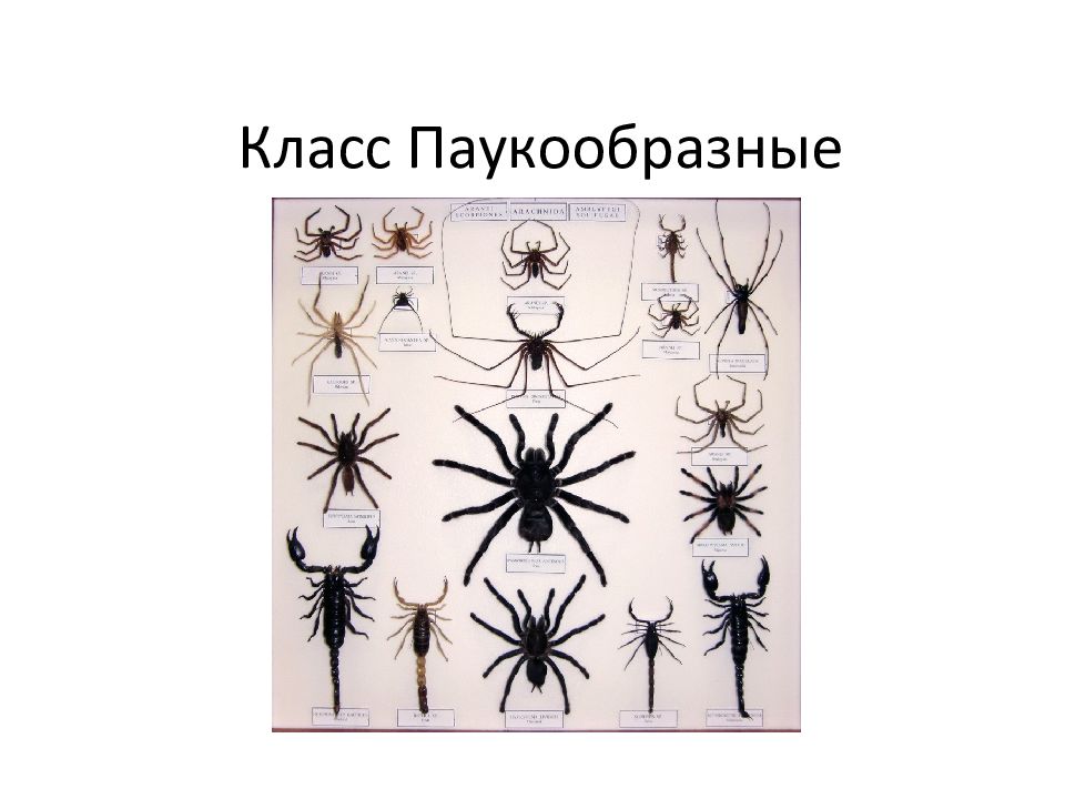 Класс Паукообразные