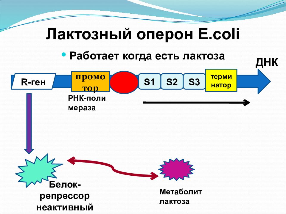 Схема лактозного оперона кишечной палочки