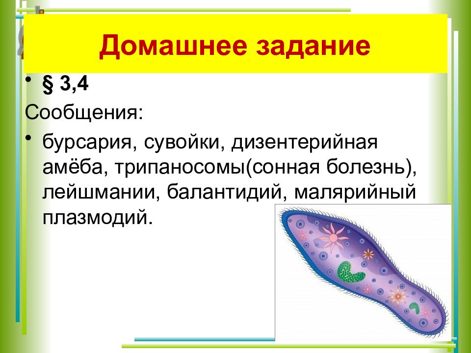 Презентация на тему жгутиконосцы 7 класс