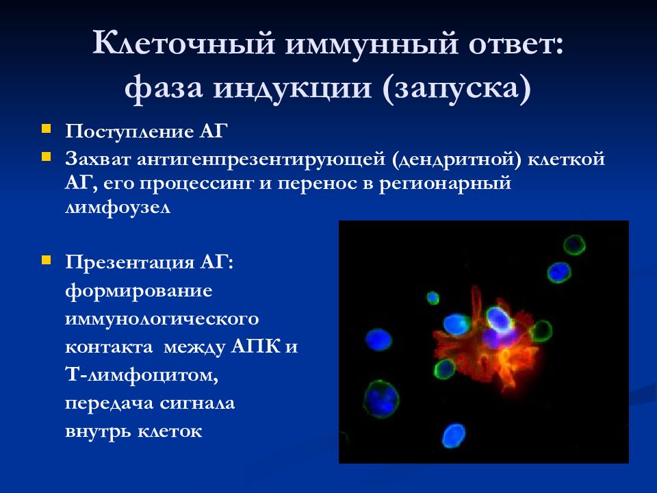 Презентация клеточный иммунный ответ