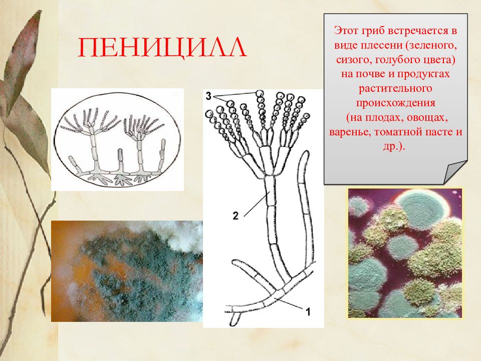 Презентация плесневые грибы и дрожжи 7 класс