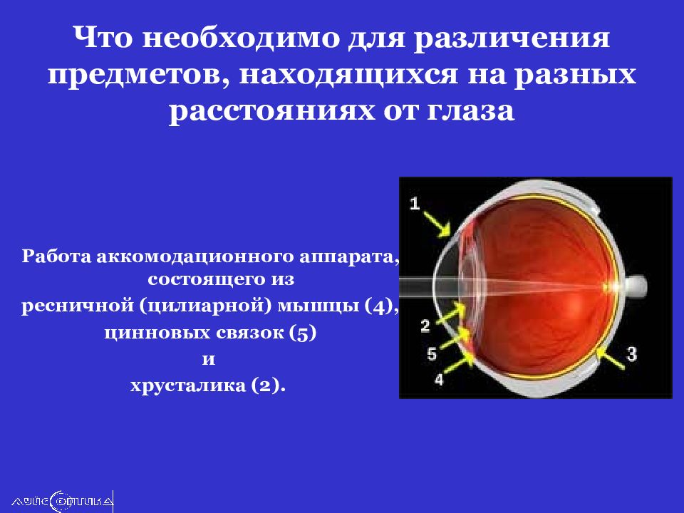 Где происходит окончательное различение изображения. Структуры аккомодационного аппарата глаза. Строение аккомодационного аппарата. Что относится к аккомодационному аппарату глаза.