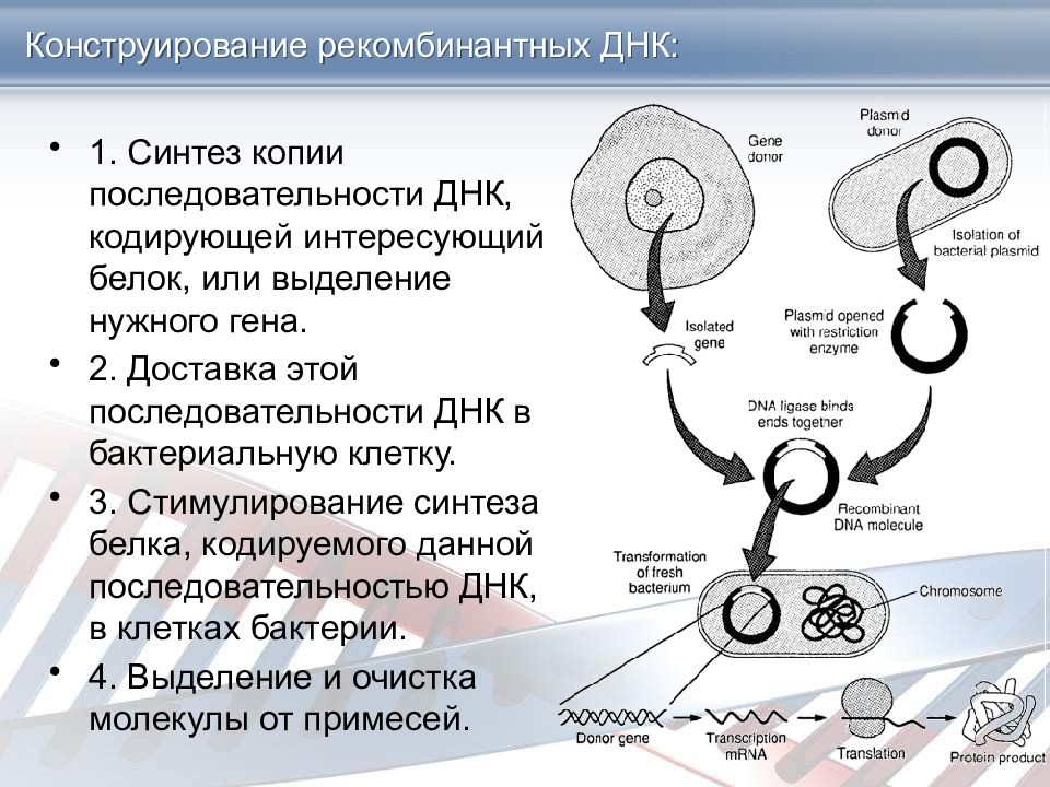 Рекомбинантная днк. Метод рекомбинантных ДНК. Конструирование рекомбинантных ДНК. Технология рекомбинантных ДНК. Этапы получения рекомбинантной ДНК.