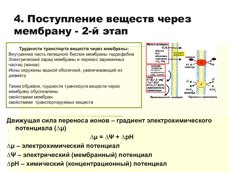 Поступление веществ в клетку схема