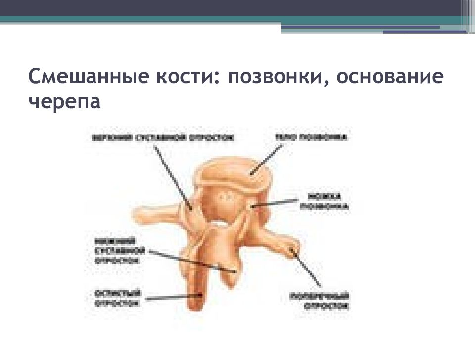 Смешанные кости