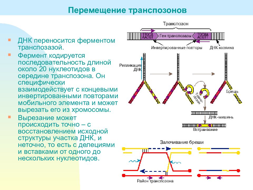 Последовательность изменения строения. Перемещение is-элемента из одного участка ДНК В другой схема. Транспозируемые генетические элементы. Подвижные генетические элементы. Строение транспозона.