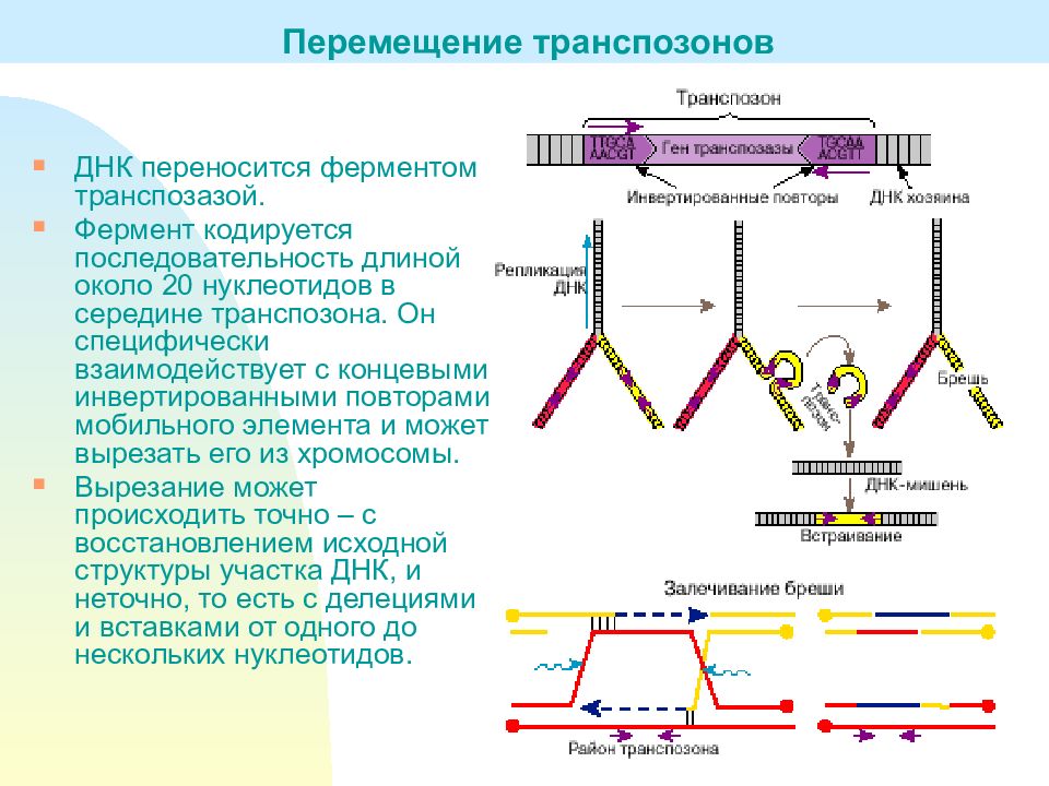 Днк переносит. Строение ДНК транспозоны. Транспозоны бактерий функции. Репликация транспозонов. Строение и функции транспозон.