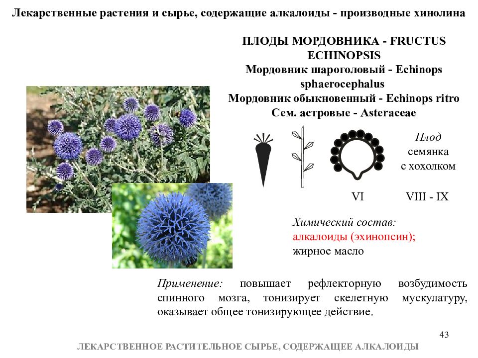 Цветки содержащие. Мордовник формула цветка. Мордовник шароголовый формула цветка. Лекарственное сырье содержащее алкалоиды. Тропические лекарственные растения содержащие алкалоиды.