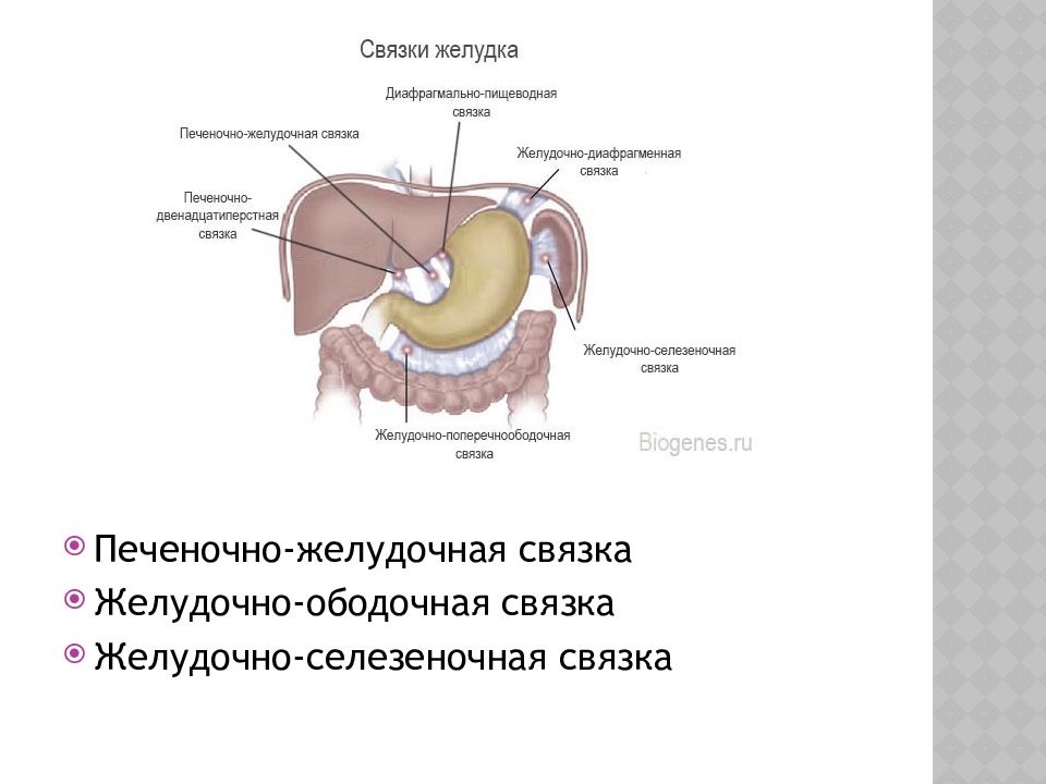 Селезеночные связки. Желудочно диафрагмальная связка анатомия. Связки желудка топографическая анатомия. Желудочно поперечно ободочная связка. Желудочно почечная связка.