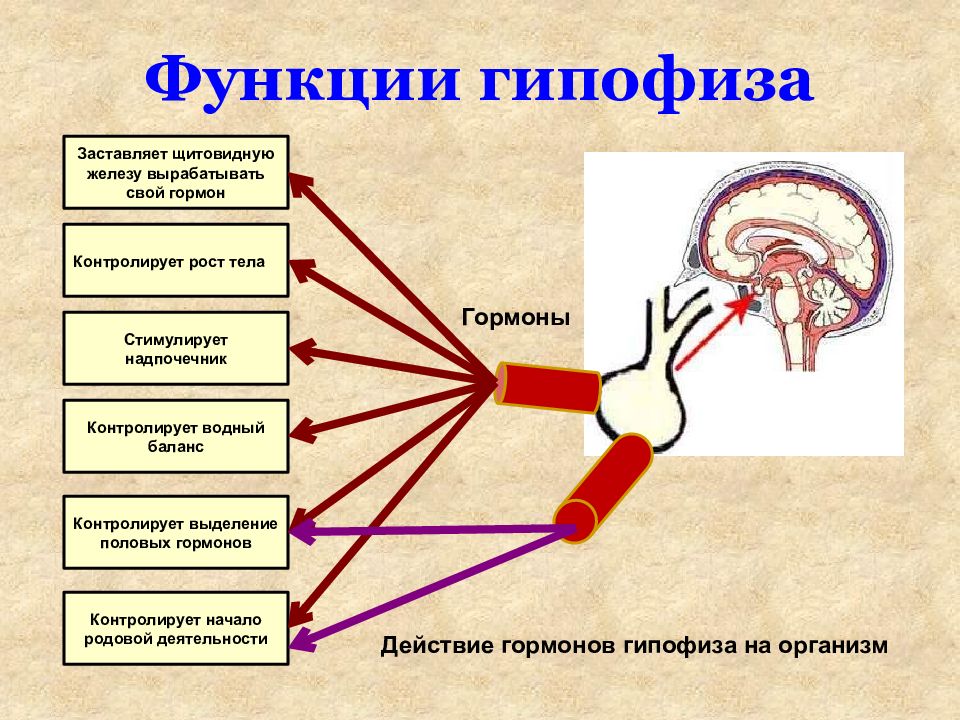 На рисунке схематично изображено гуморальное влияние гипофиза на функционирование щитовидной железы