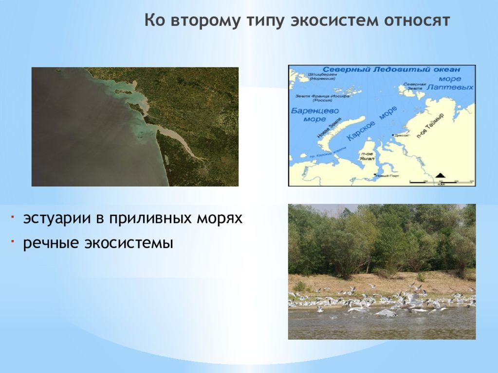 Остров сахалин имеет антропогенное происхождение. Эстуарии в приливных морях. Эстуарии экосистема. Реки экосистема типы. Эстуарии искусственная или природная экосистема.