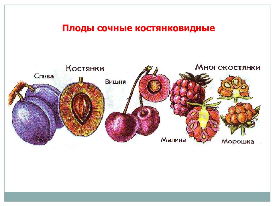 Схема сочные и сухие плоды