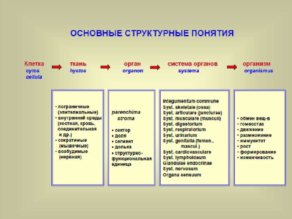 Основные теории человека