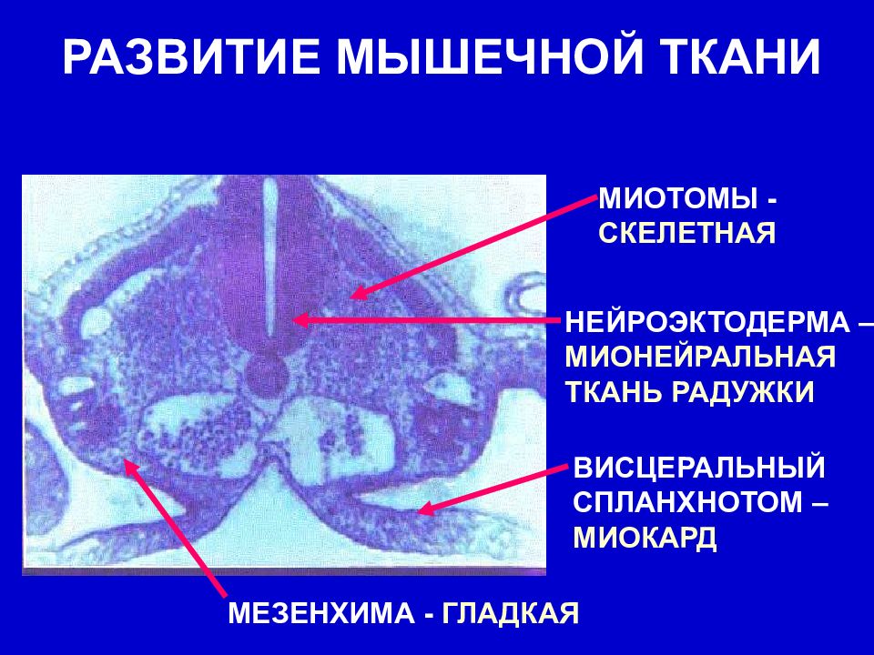 Развитие тканей. Эмбриональные источники развития мышечных тканей. Источникиразвииия мышечной кани. Источник развития скелетной мышечной ткани. Эмбриональный источник развития скелетной мышечной ткани.