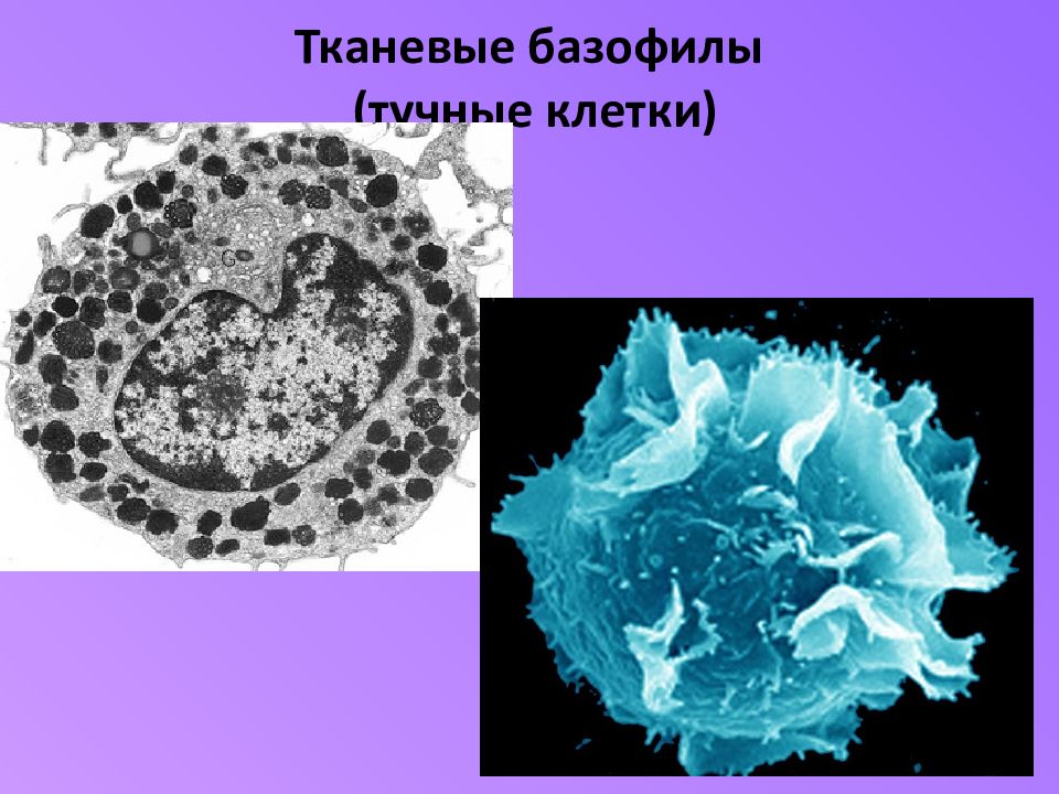 Тканевые базофилы. Тучные клетки (тканевые базофилы). Тучная клетка микрофотография. Тучные клетки гистология. Строение тучных клеток гистология.