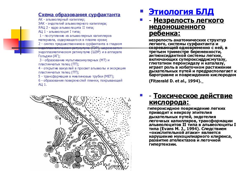 Тесты бронхолегочная дисплазия