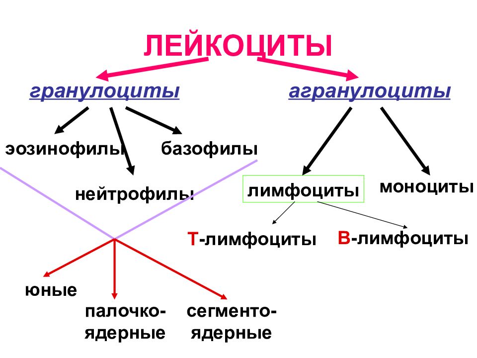 Виды лейкоцитов картинки