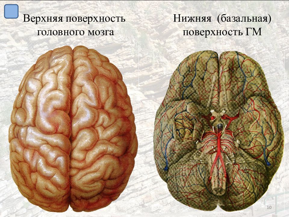 Поверхность головного мозга имеет. Поверхности головного мозга. Базальная поверхность головного мозга. Головной мозг базальная поверхность с долями. Верхняя поверхность головного мозга.