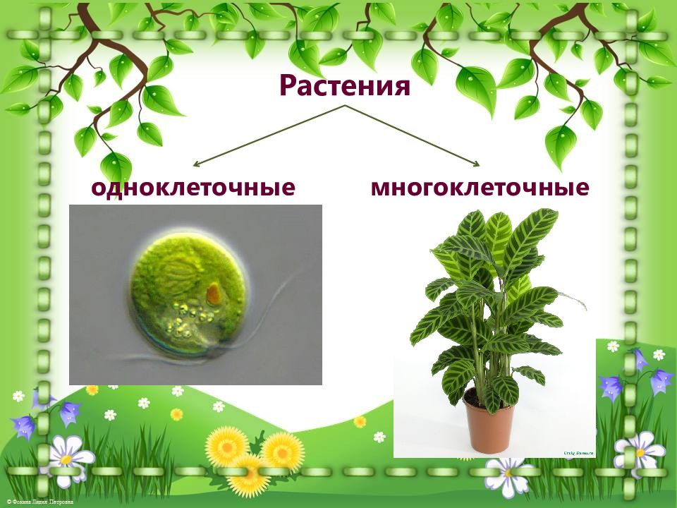 Царство растения внешнее строение растений. Царство растений одноклеточные и многоклеточные. Царство растений строение.